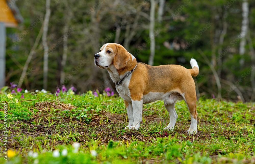 Russia. Kuzbass. The dog of the Beagle breed walks in the spring taiga. It is a hunting dog of the group of hounds. Since ancient times, it was started by wealthy merchants to hunt forest game.