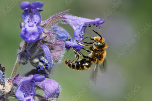 Osmia adunca photo