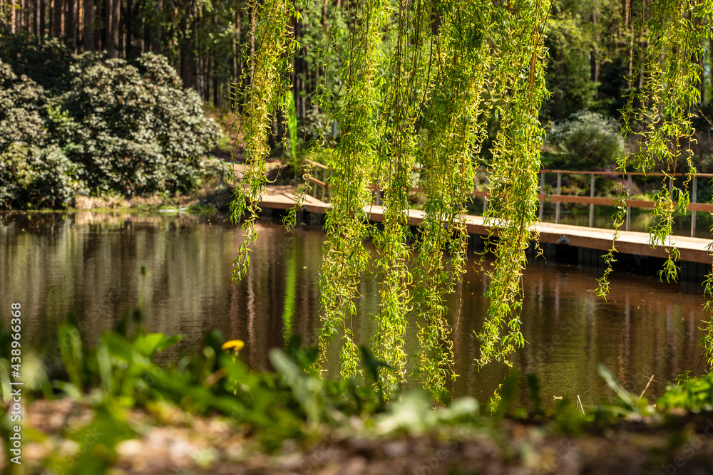 Low angle photo of bright green weeping birch tree (Betula pendula) branches hanging at front of water, bridge and forest garden during sunny spring day. Branches of birch tree at forest, bridge and p Low angle photo of bright green weeping birch tree (Betula pendula) branches hanging at front of water, bridge and forest garden during sunny spring day. Branches of birch tree at forest, bridge and p