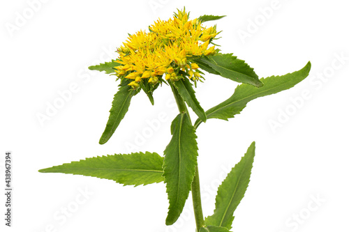 Inflorescence of yellow rhodiola rosea flowers, isolated on white background