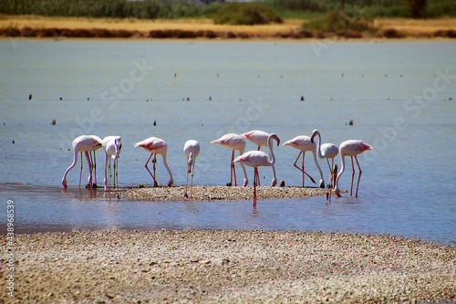 Flamingos foraging at salt lake Alikes on Kos Island, Greece