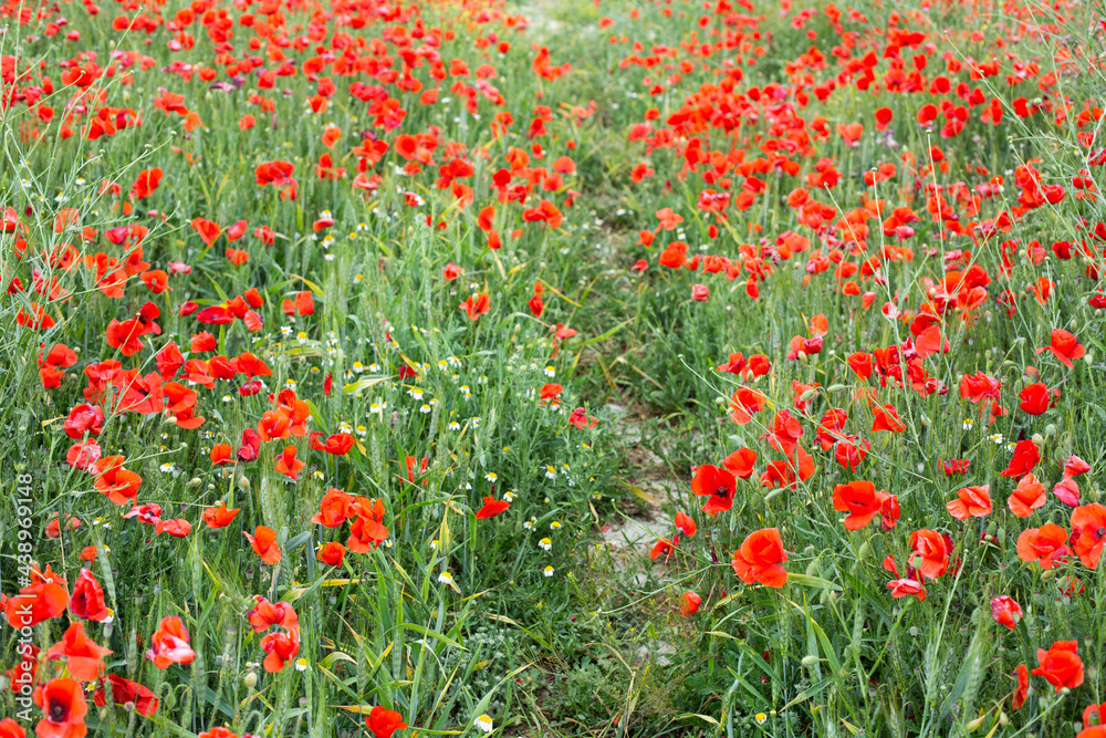 A path in a blooming poppy field. A path in a blooming poppy field.