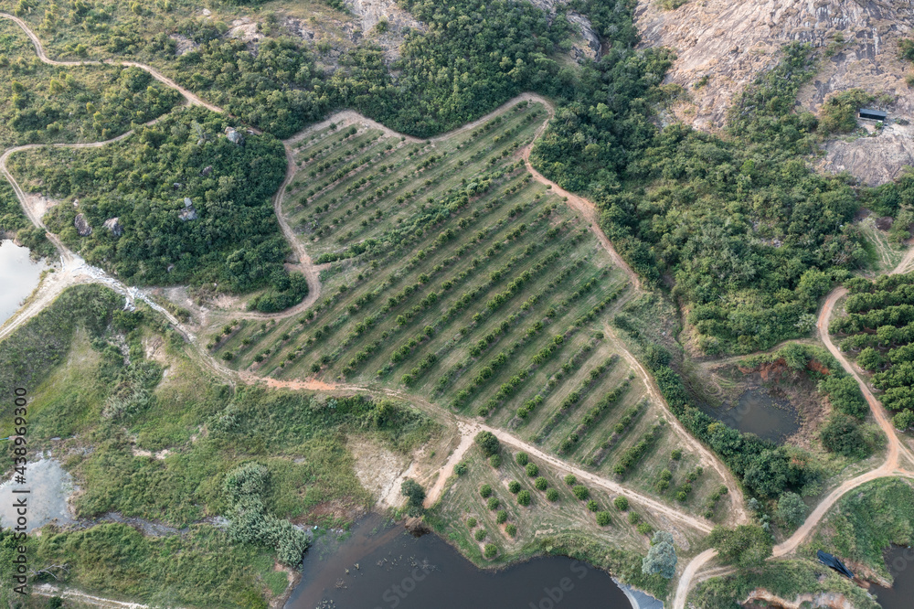 Aerial view of beautiful farm land with fruit trees