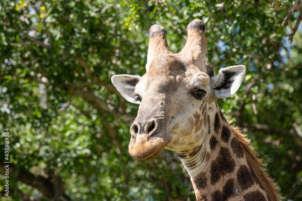 Giraffe head against natural green forest background Giraffe head against natural green forest background