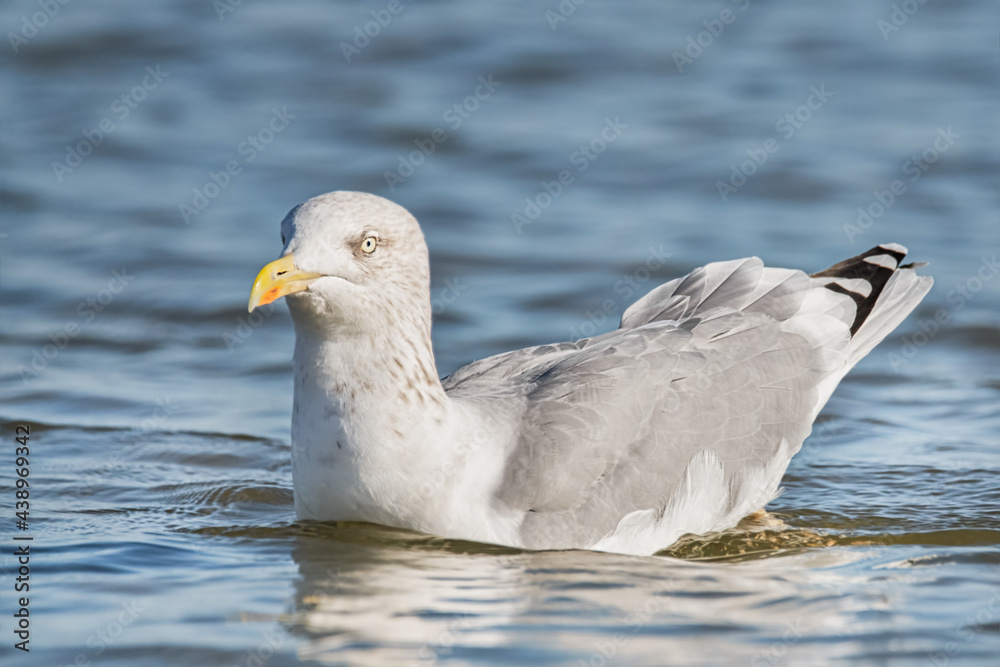 Schwimmende Silbermöwe in der Ostsee