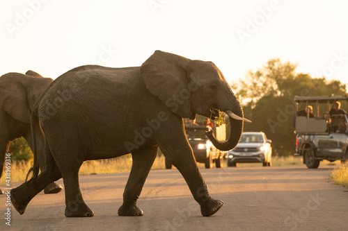Wild elephants crossing the road in Kruger park against safari cars with tourists