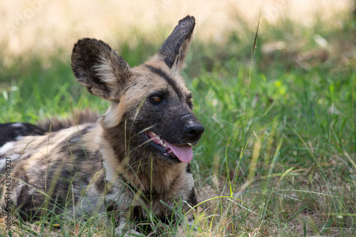 African wild dog lie in grass in Kruger National Park
