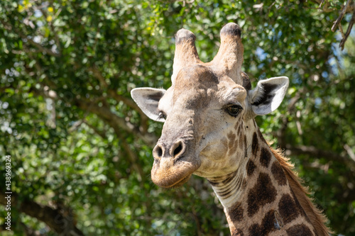Giraffe head against natural green forest background © ilyaska