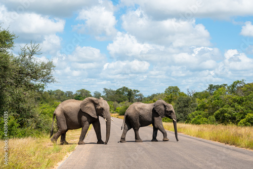 Two young elephants crossing the road in Kruger park  South Africa