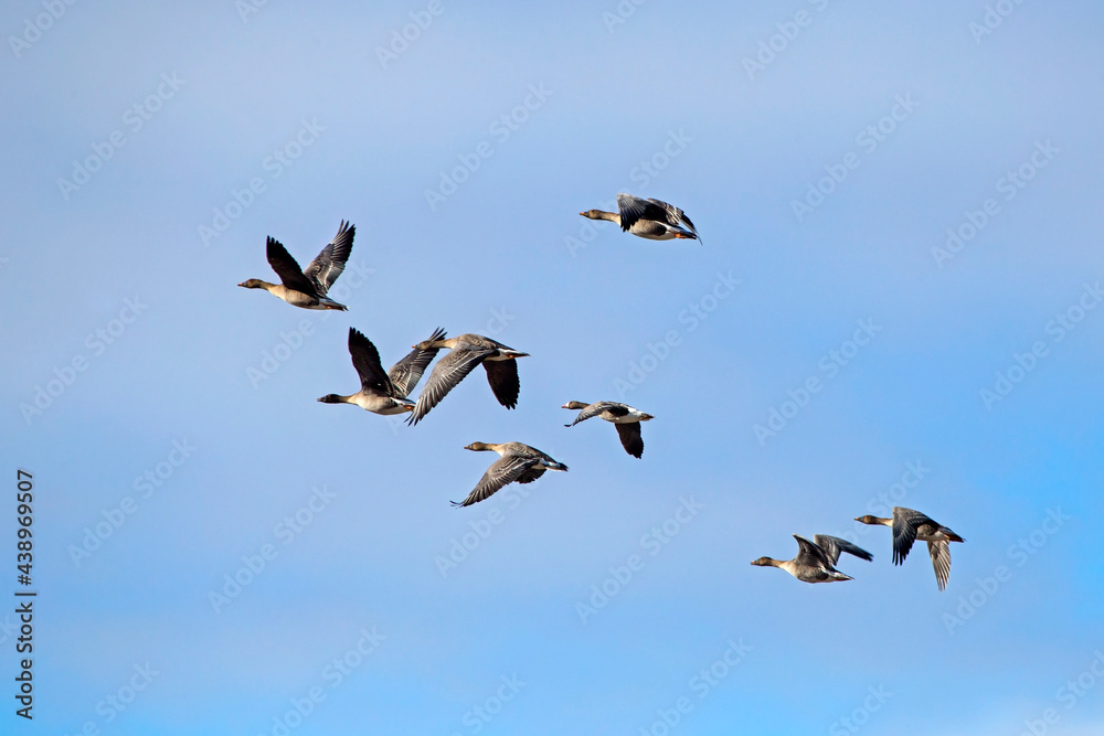 A flock of geese flying on the spring sky. Greater white-fronted goose (Anser albifrons) and Taiga bean goose (Anser fabalis).