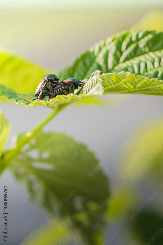 Two adult japanese beetles (popillia japonica), a widespread invasive plant pest, mating on a raspberry plant with skeletonized leaves. Background with copy space, vertical shot.