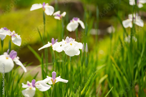 満開の花菖蒲