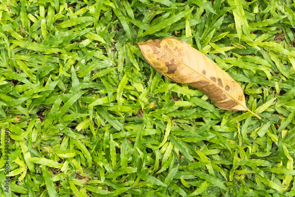Obraz premium Grass grown increasingly common in the field
