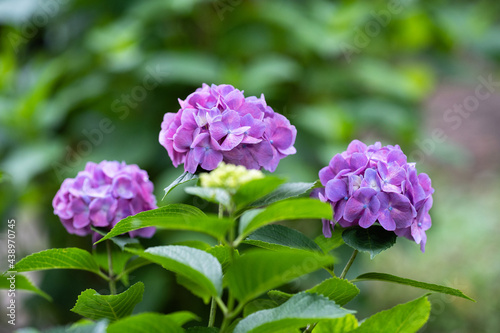 藤森神社 紫陽花祭