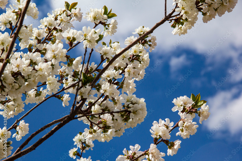 Apple branches with white flowers on the background of a blue sky with clouds. Apple branches with white flowers on the background of a blue sky with clouds.