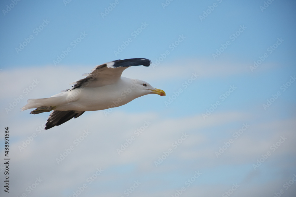 seagull flying