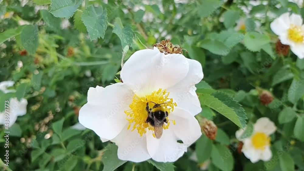 Bee is working into the wild rose flower. Slow-motion. Bee is working into the wild rose flower. Slow-motion.