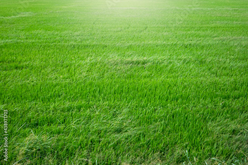 fresh green paddy rice background