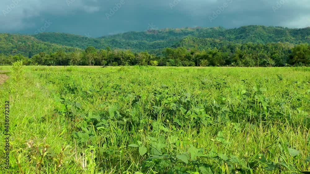 Mung beans and rice farming landscape, Philippines Mung beans and rice farming landscape, Philippines