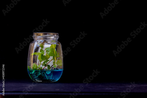 An Isolated Close up view of a Plant tissue culture activity, the procedure to grow the seedlings under observed environment to cultivate crops without any diseases in Ayurveda Medicine.