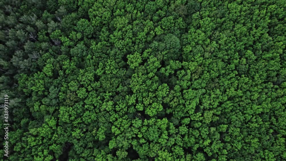 Flying over green trees forest Flying over green trees forest