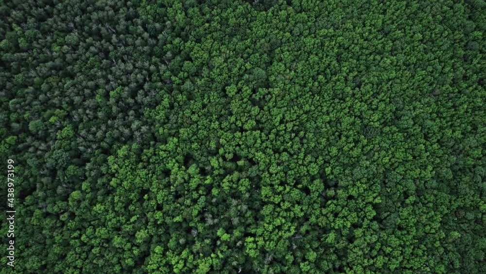Top down view of autumn forest Top down view of autumn forest