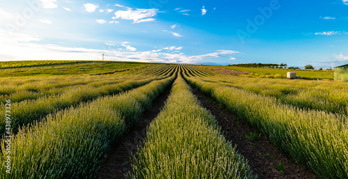 Levandulov   farma  lavender farm