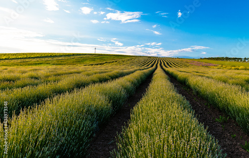 Levandulov   farma  lavender farm