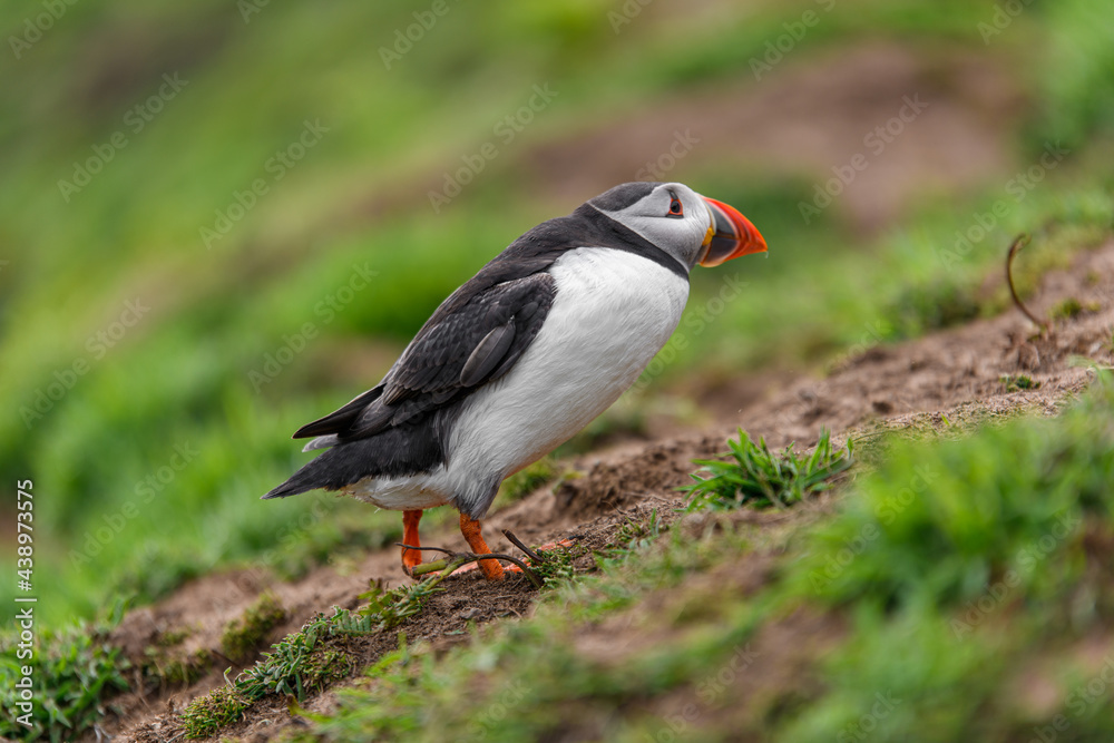 Wild Sea Birds Atlantic Puffins at the coast of Skomer Island, Pembrokeshire, Wales, UK Wild Sea Birds Atlantic Puffins at the coast of Skomer Island, Pembrokeshire, Wales, UK