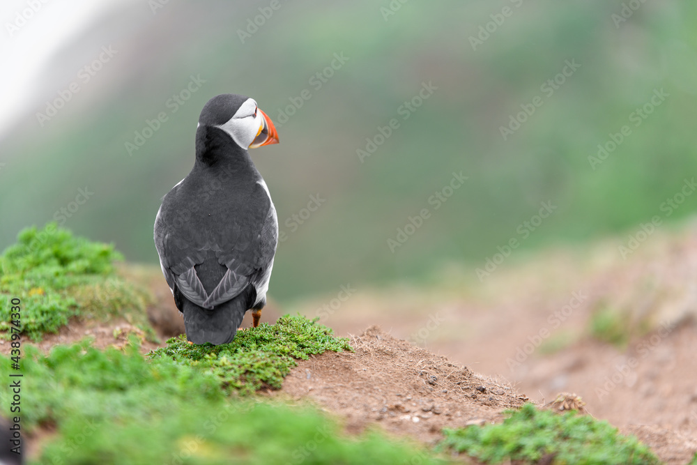 Obraz premium Wild Sea Birds Atlantic Puffins at the coast of Skomer Island, Pembrokeshire, Wales, UK