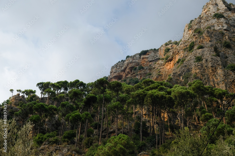 Landscape of pine trees on the mountains of Qadisha Valley, Lebanon under a cloudy sky