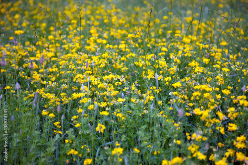 Oilseed Rape