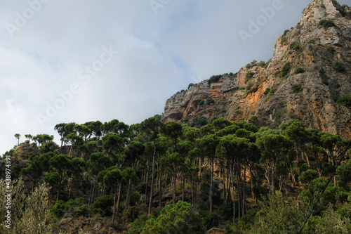 Landscape of pine trees on the mountains of Qadisha Valley, Lebanon under a cloudy sky