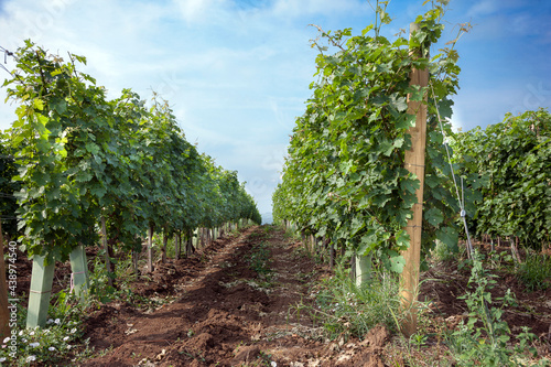 Vineyard