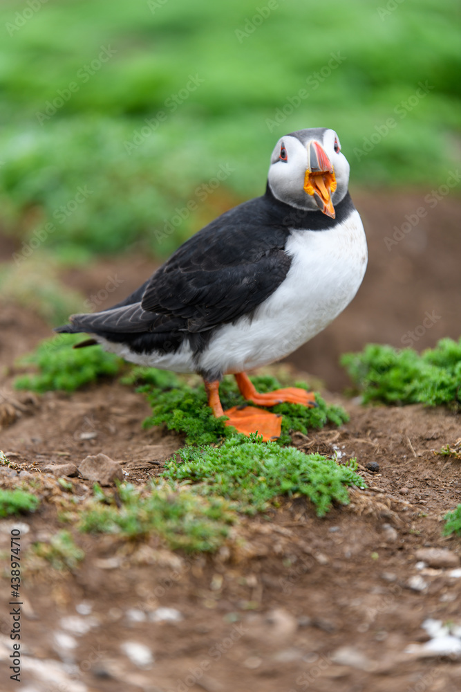 Fototapeta premium Wild Sea Birds Atlantic Puffins at the coast of Skomer Island, Pembrokeshire, Wales, UK