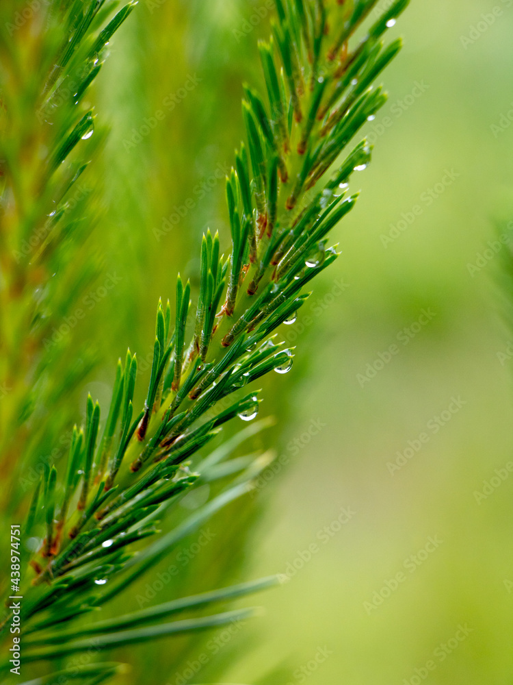 Spruce branch with dew drops. Dew drops. Raindrops. Spruce branch with dew drops. Dew drops. Raindrops.