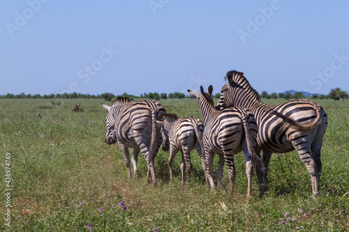 Zebra family herd walking away together into the bushveld grasslands in Kruger National Park  South Africa