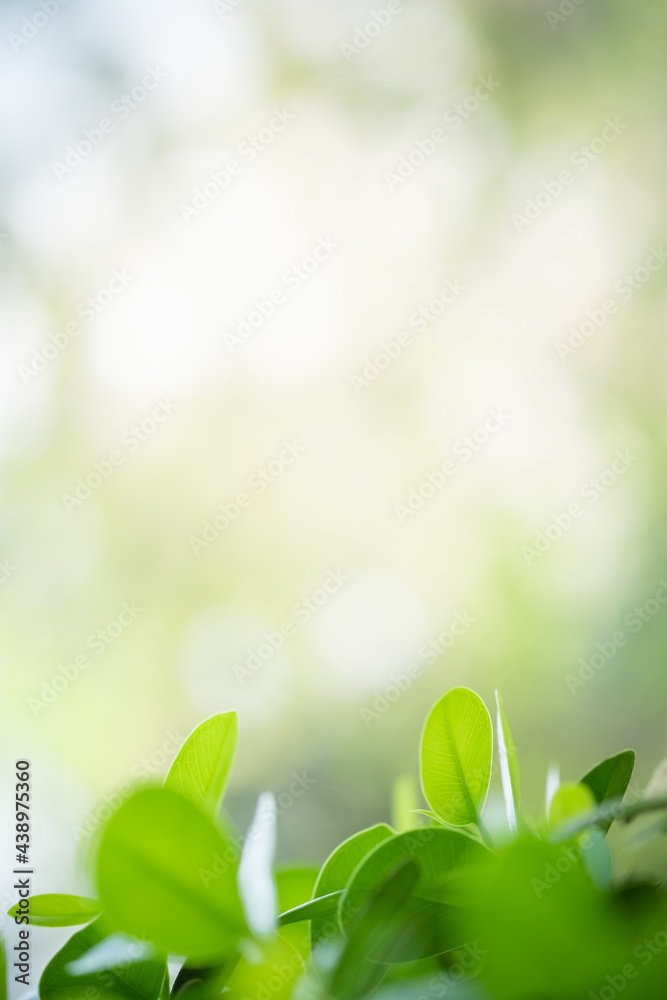 Beautiful nature view of green leaf on blurred greenery background in garden and sunlight with copy space using as background natural green plants landscape, ecology, fresh wallpaper concept. Beautiful nature view of green leaf on blurred greenery background in garden and sunlight with copy space using as background natural green plants landscape, ecology, fresh wallpaper concept.