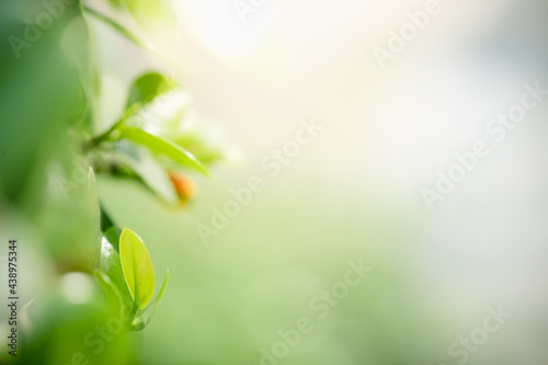 Beautiful nature view of green leaf on blurred greenery background in garden and sunlight with copy space using as background natural green plants landscape  ecology  fresh wallpaper concept.