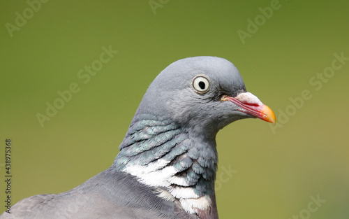 Photography Wood Pigeon