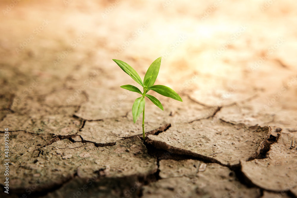 Recovery and Challenging in Life or Business Concept.Economic Crisis Symbol or Ecology System.New Sprout Green Plant Growth in Cracked Soil Ground Land - obrazy, fototapety, plakaty 