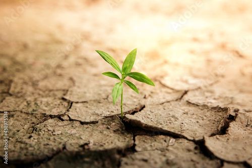 Recovery and Challenging in Life or Business Concept.Economic Crisis Symbol or Ecology System.New Sprout Green Plant Growth in Cracked Soil Ground Land