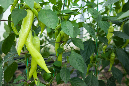 green hot peppers