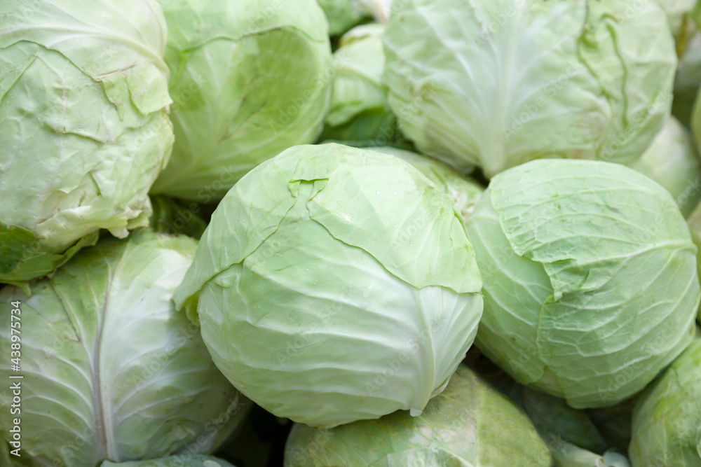 Fototapeta premium head of cabbage