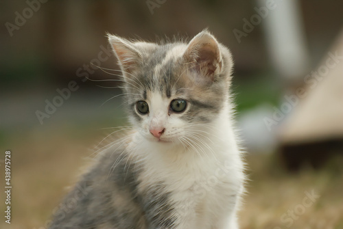 Cute grey kitten in the garden © nikidericks