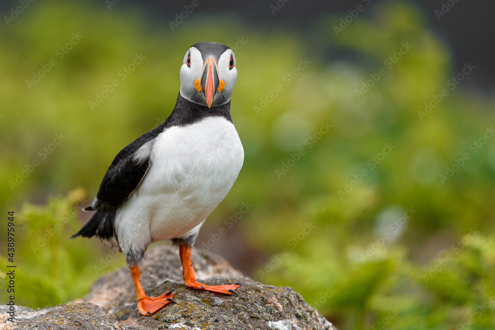 Wild Sea Birds Atlantic Puffins at the coast of Skomer Island, Pembrokeshire, Wales, UK Wild Sea Birds Atlantic Puffins at the coast of Skomer Island, Pembrokeshire, Wales, UK