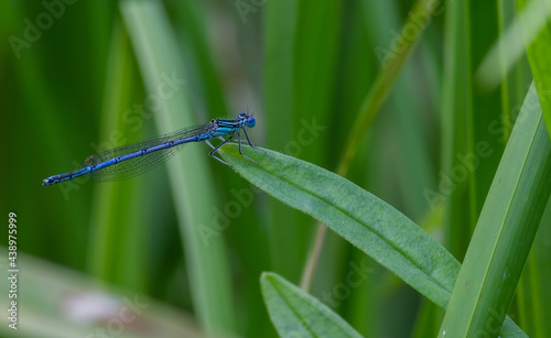 dragonfly on a green leaf in summer near the river