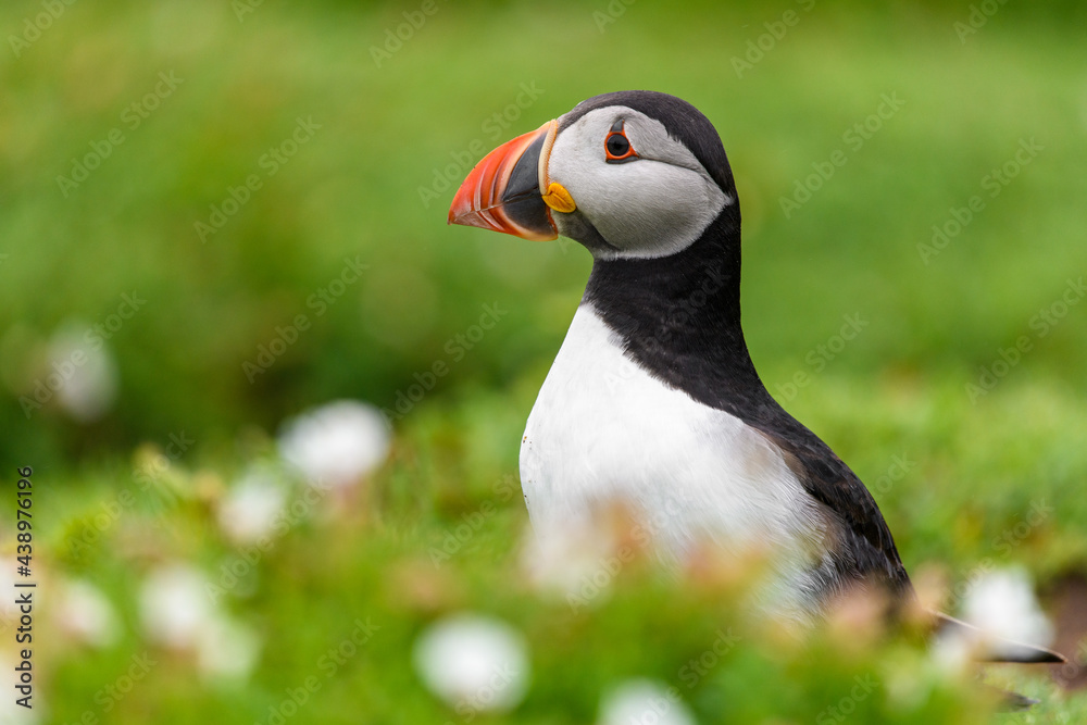 Wild Sea Birds Atlantic Puffins at the coast of Skomer Island, Pembrokeshire, Wales, UK Wild Sea Birds Atlantic Puffins at the coast of Skomer Island, Pembrokeshire, Wales, UK