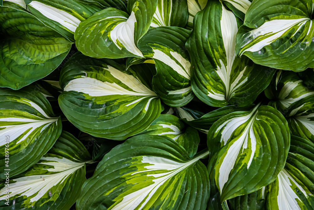 Obraz premium green leaves of plants in the garden. texture