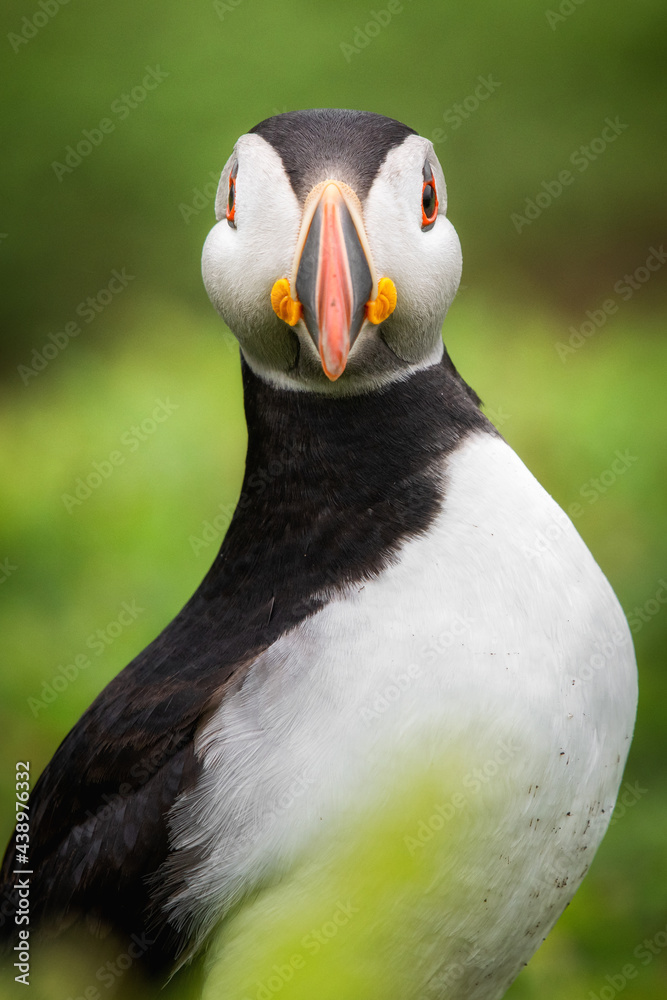 Naklejka premium Wild Sea Birds Atlantic Puffins at the coast of Skomer Island, Pembrokeshire, Wales, UK